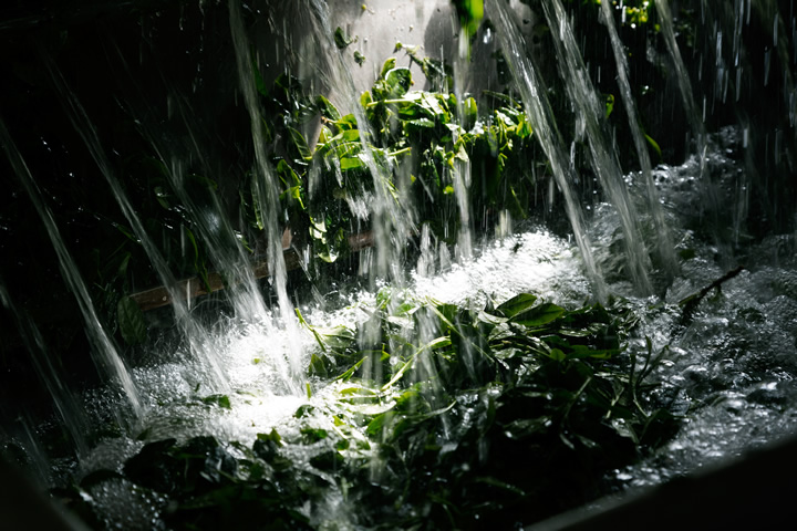 Tea fields worked under lights at night, 正福茶園, April